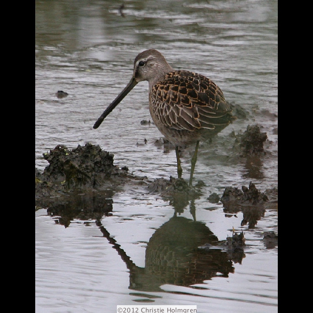 Dowitcher 1