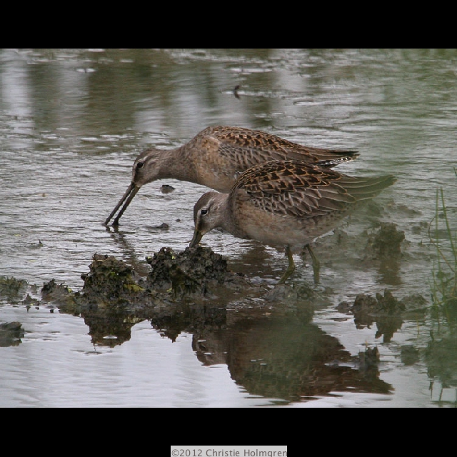 Dowitchers 2