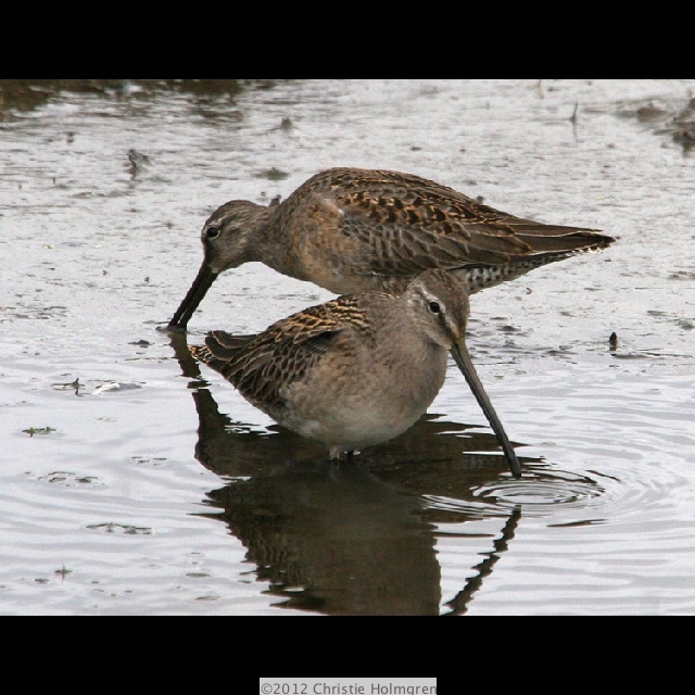 Dowitchers 3