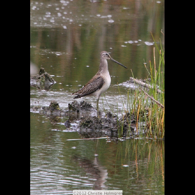 Dowitcher 4