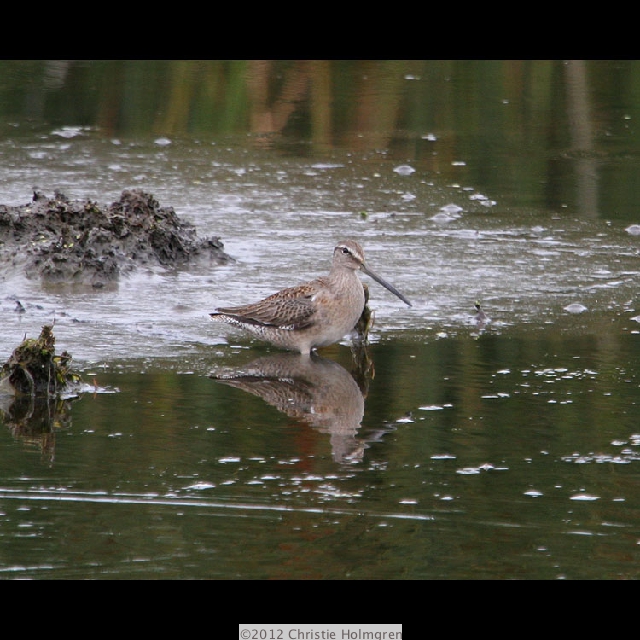 Dowitcher 5