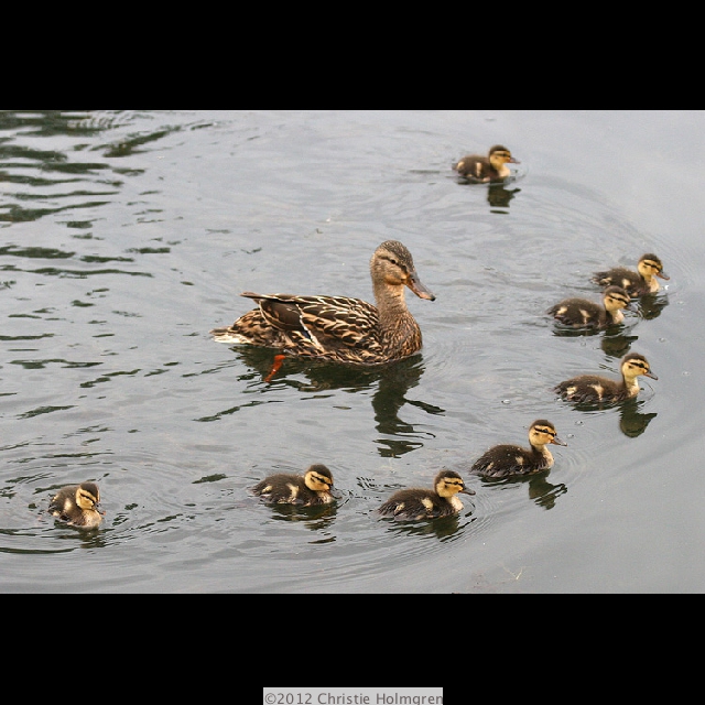 Mallard<br/>Duck and<br/>Ducklings