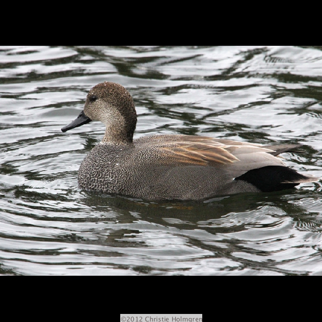 Gadwall