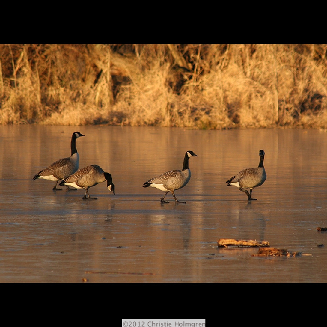 Canadian<br/>Geese<br/>on Ice