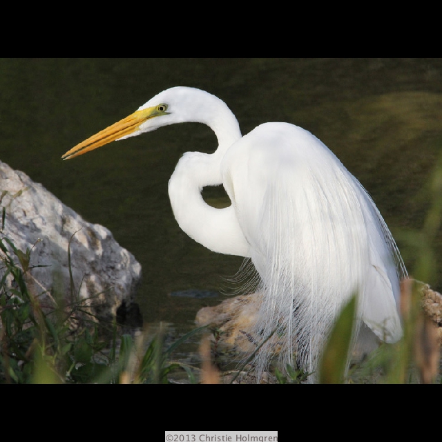 Great<br/>Egret 1