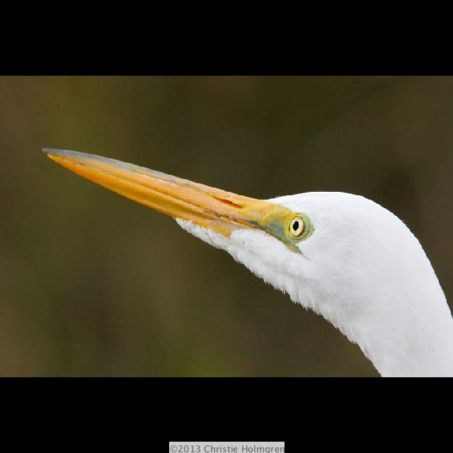 Great<br/>Egret 4