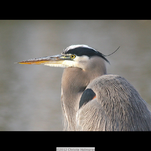 Great<br/>Blue<br/>Heron 1