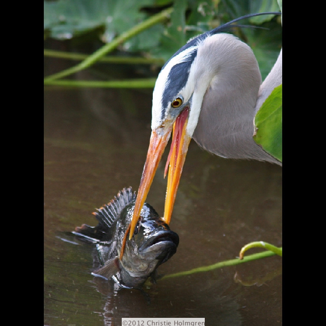 Great Blue<br/>Heron 5