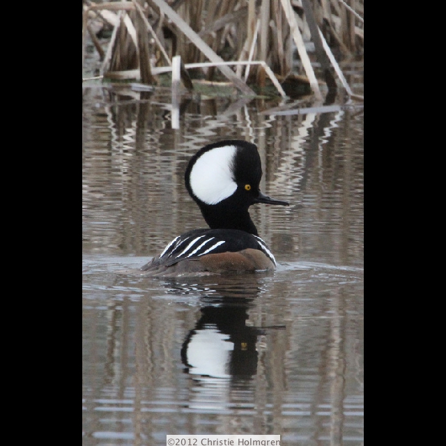 Male<br/>Hooded<br/>Merganser