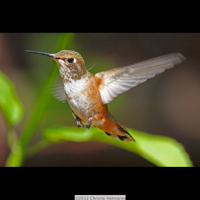 Rufous<br/>Hummingbird 1