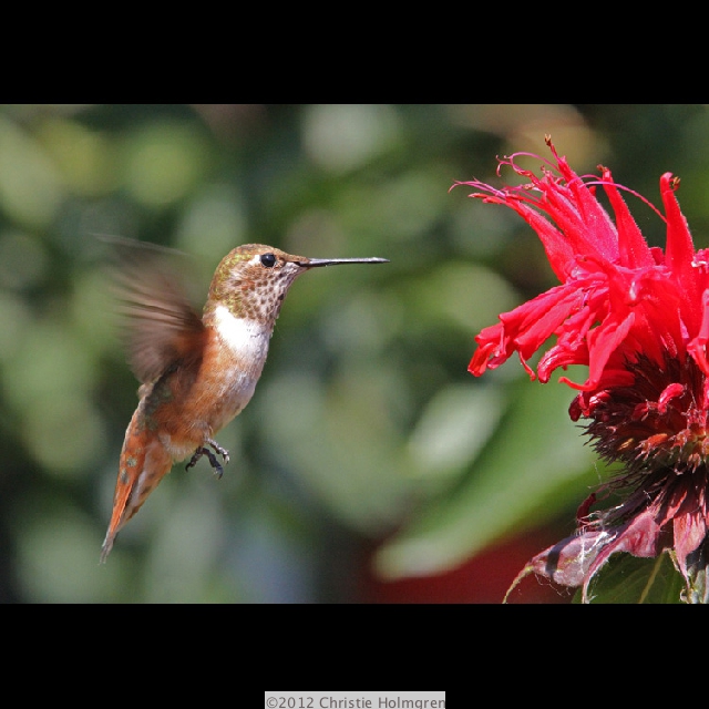 Rufous<br/>Hummingbird 2