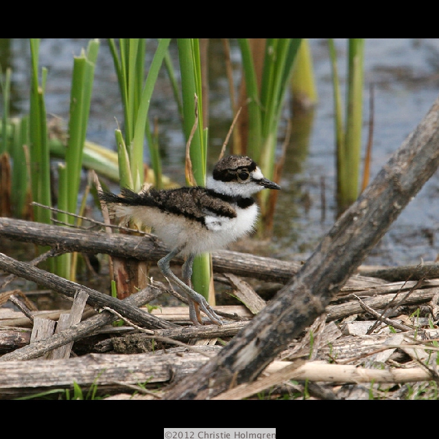 Baby<br/>Killdeer