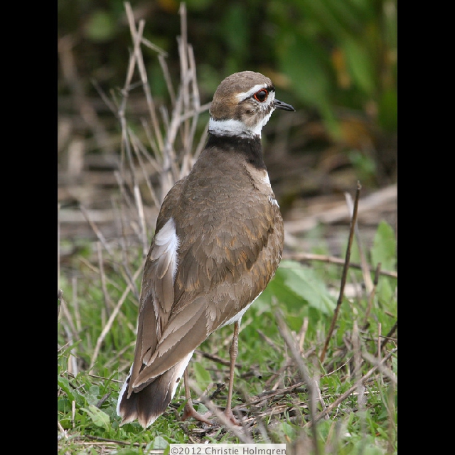 Killdeer