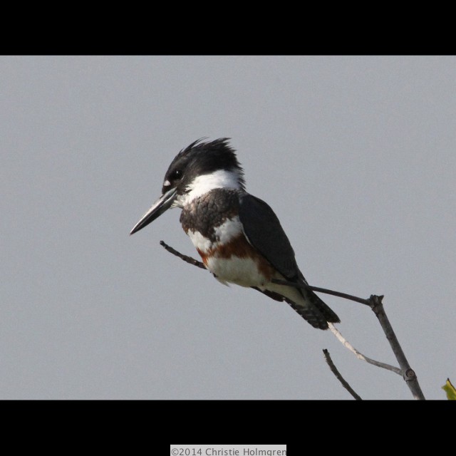 Belted<br/>Kingfisher 3