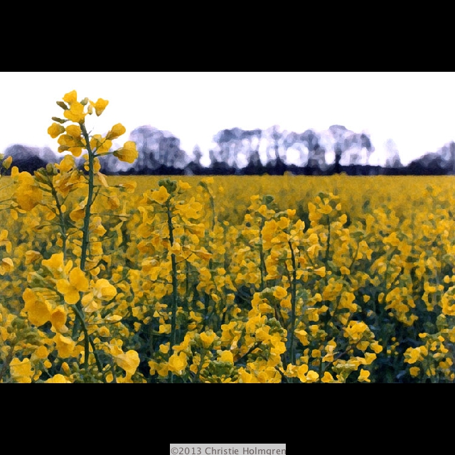 Mustard<br/>Field