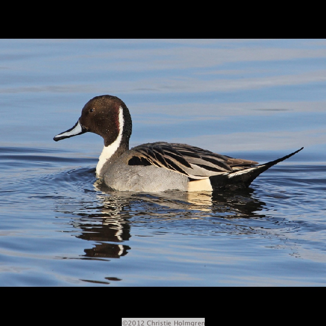 Northern<br/>Pintail 2