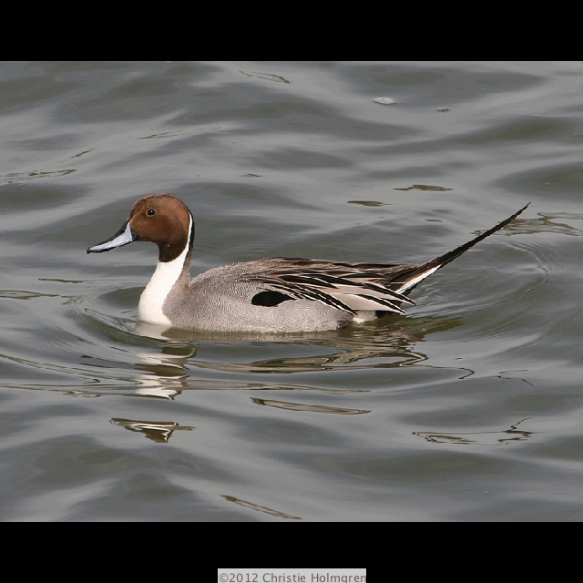 Male<br/>Pintail 1