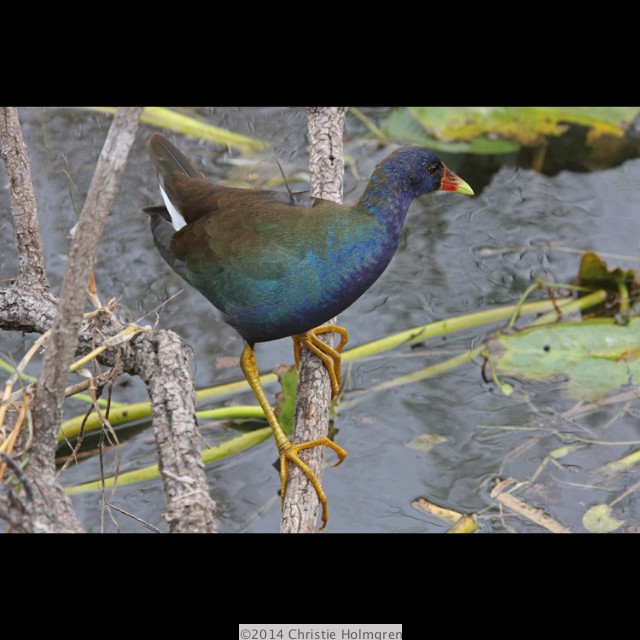 Purple<br/>Gallinule 1