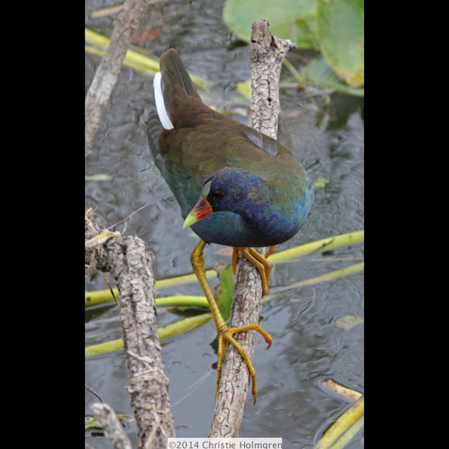 Purple<br/>Gallinule 2