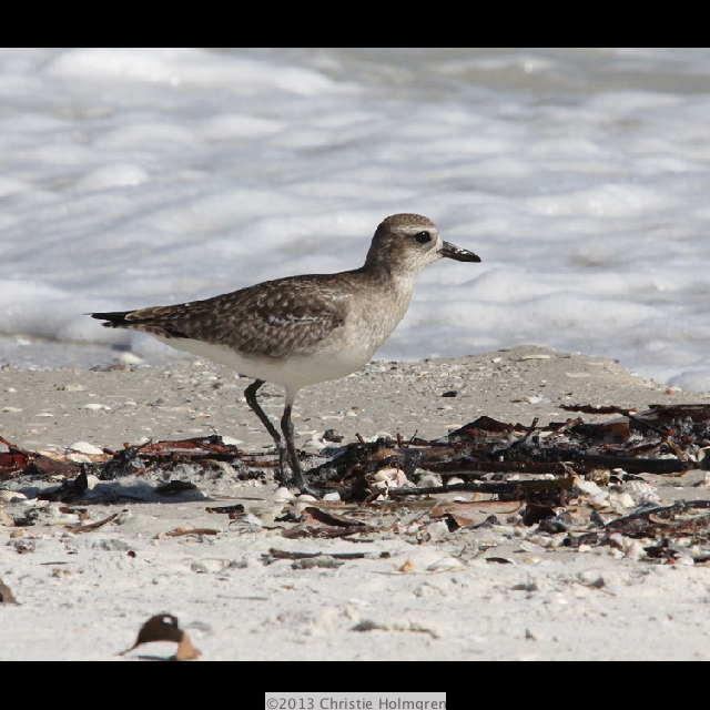 Redknot