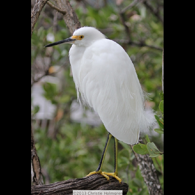 Snowy<br/>Egret 1