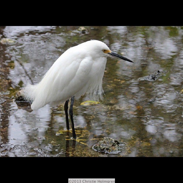 Snowy<br/>Egret 2