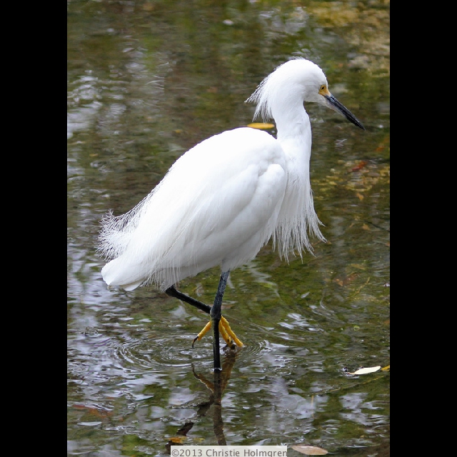 Snowy<br/>Egret 3