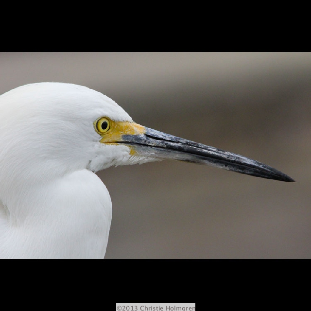 Snowy<br/>Egret 8