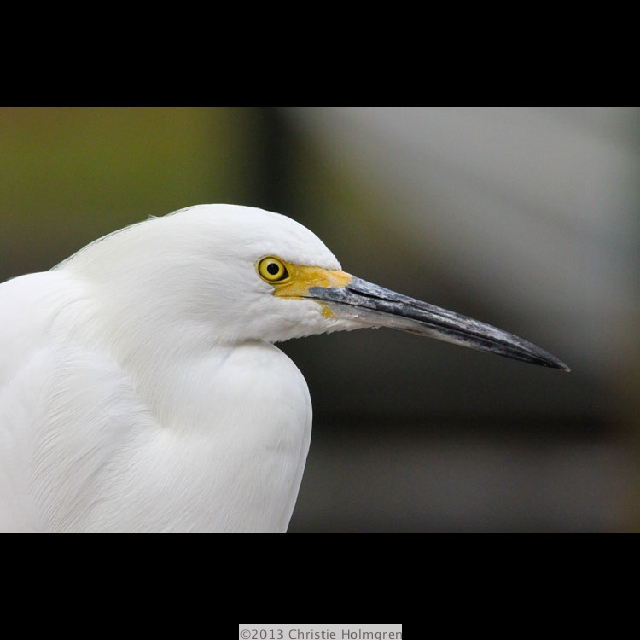 Snowy<br/>Egret 9