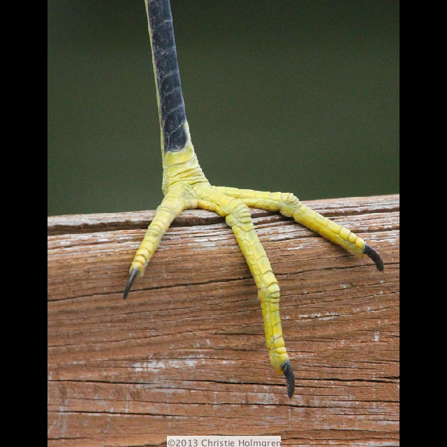 Snowy<br/>Egrets<br/>Foot