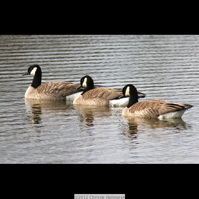 Three<br/>Canadian<br/>Geese