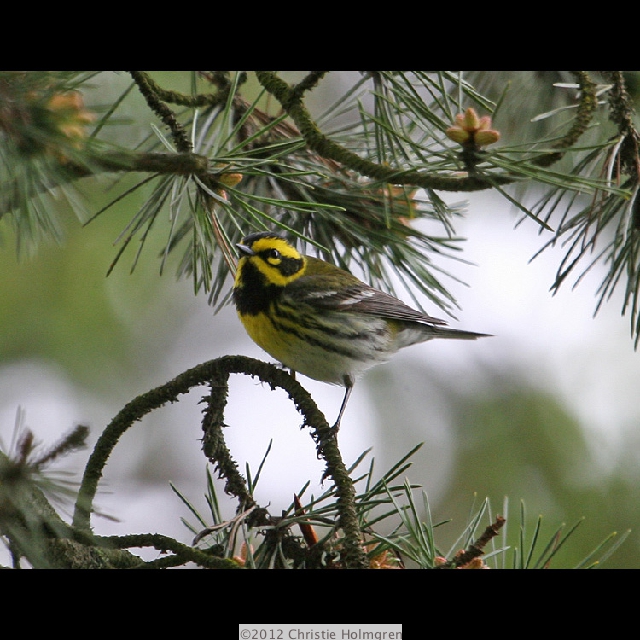 Townsend's<br/>Warbler