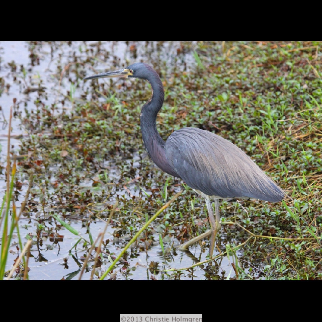 Tri-colored<br/>Heron 1