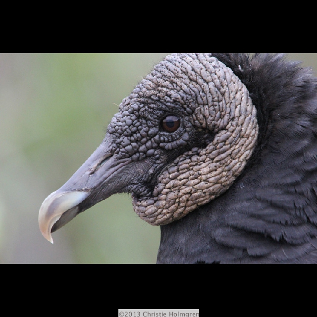 Black<br/>Vulture 1