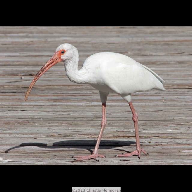 White<br/>Ibis 1