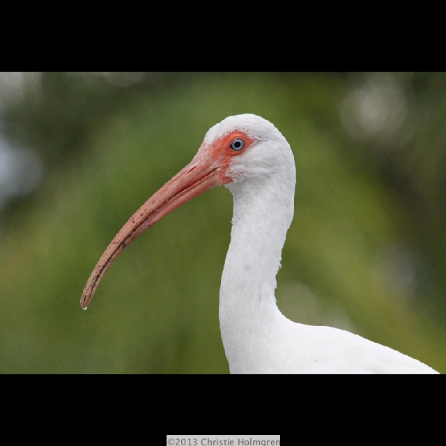 White<br/>Ibis 2