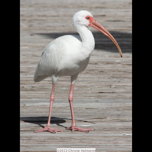 White<br/>Ibis 4