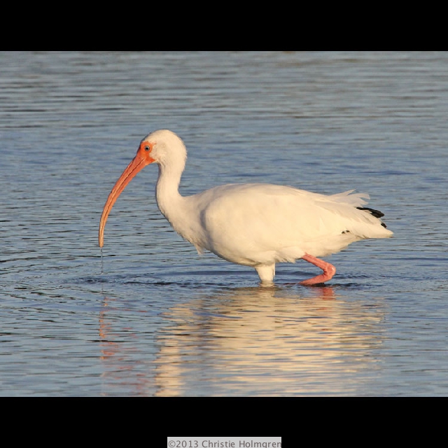 White<br/>Ibis 6