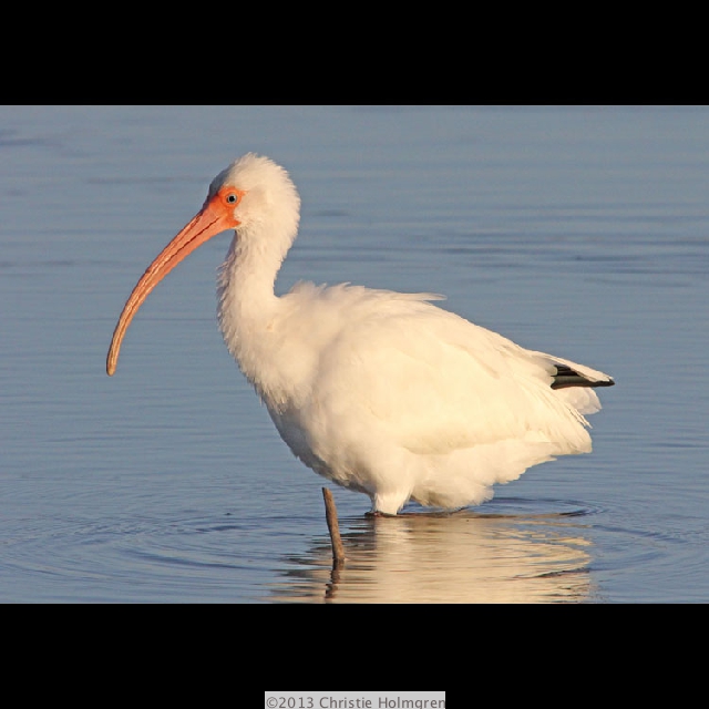 White<br/>Ibis 7