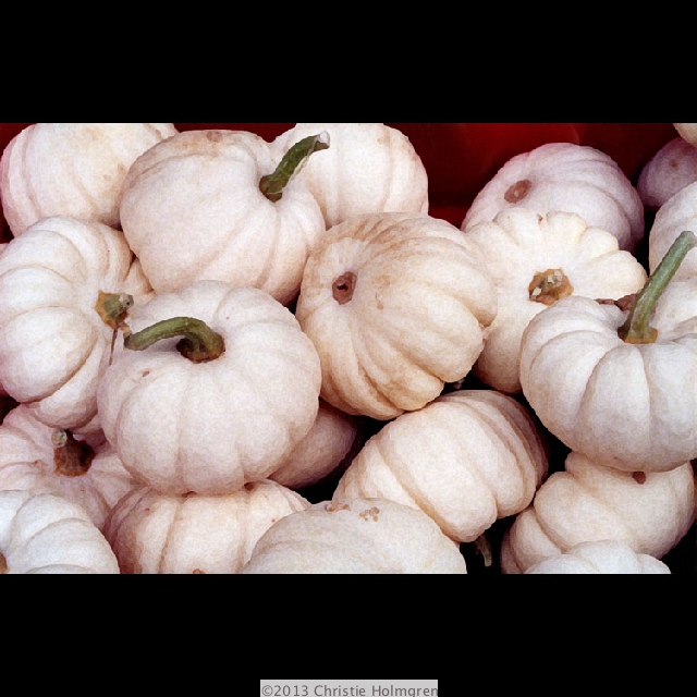 White<br/>Mini<br/>Pumpkins