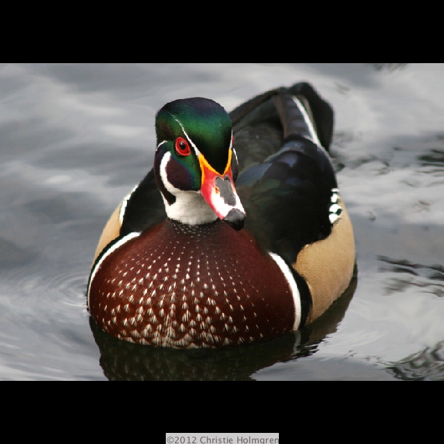 Male<br/>Wood<br/>Duck 1