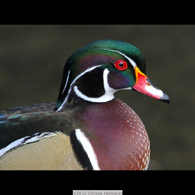 Male<br/>Wood<br/>Duck 2