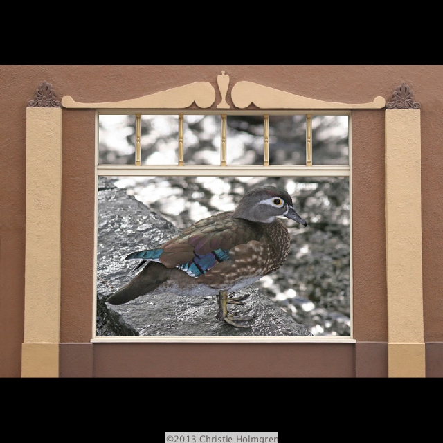 Female<br/>Wood Duck<br/>in Window