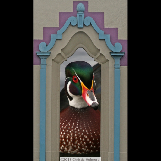 Male<br/>Wood Duck<br/>in Window