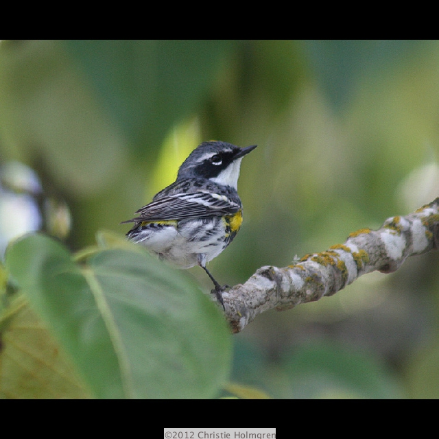 Yellow<br/>Rumped<br/>Warbler