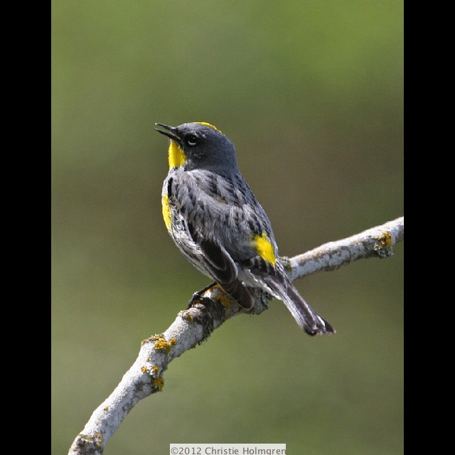 Yellow<br/>Rumped<br/>Warbler 2