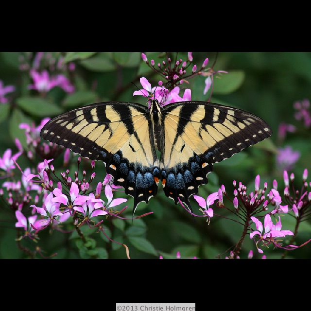 Yellow<br/>Swallowtail