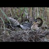 Anhinga 3