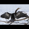 Anhinga 4