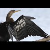 Anhinga 5